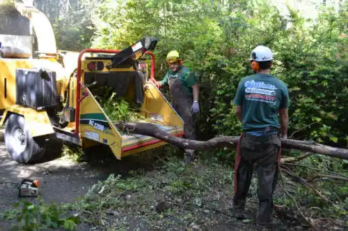 tree services Putney